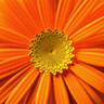 Roy Marvin Suttle avatar