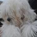 Doris E Scheerer avatar