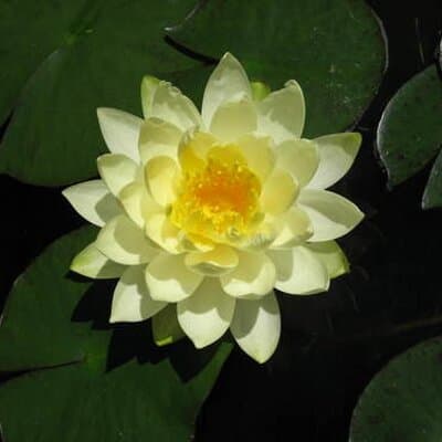 Sherry Lynn Crabtree avatar