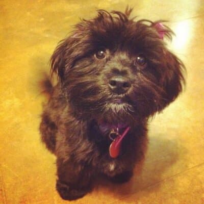 Tiffany Tingting Brown avatar