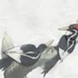 Brian Roger MacPherson avatar