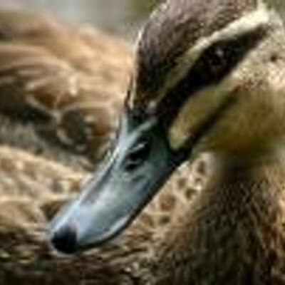 Richard W VanFossen avatar