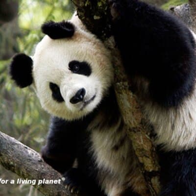 Sung Il Han avatar