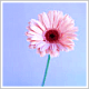 Carolyn Jarie Getter avatar